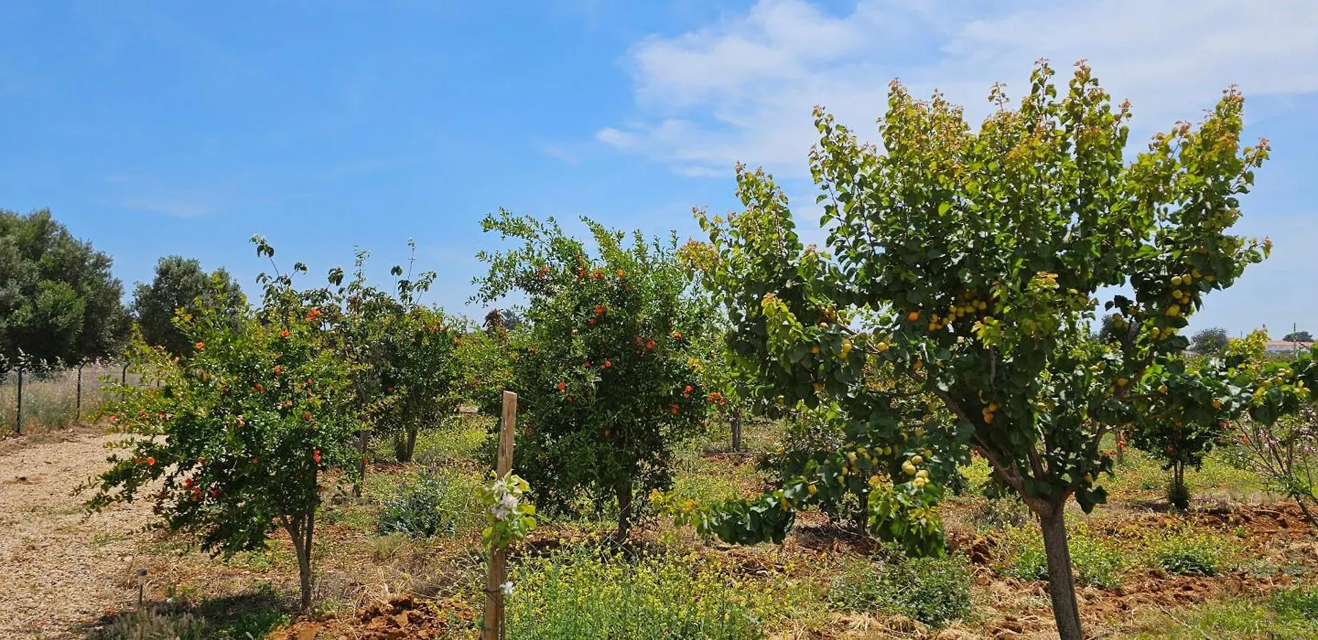 维拉诺瓦德卡塞拉Quinta Da Bornacha - Casa B E Casa C公寓 葡萄牙